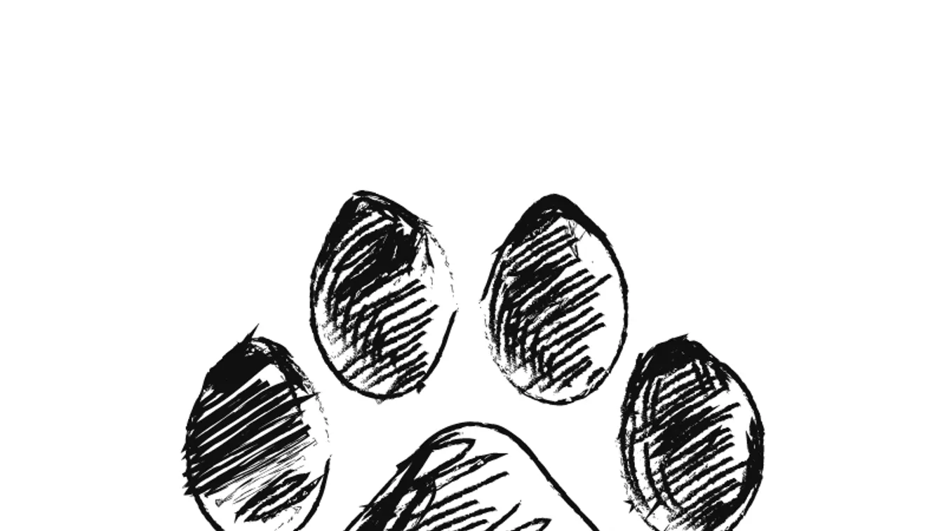 Belepusztult a kutya a kontár ivartalanításba