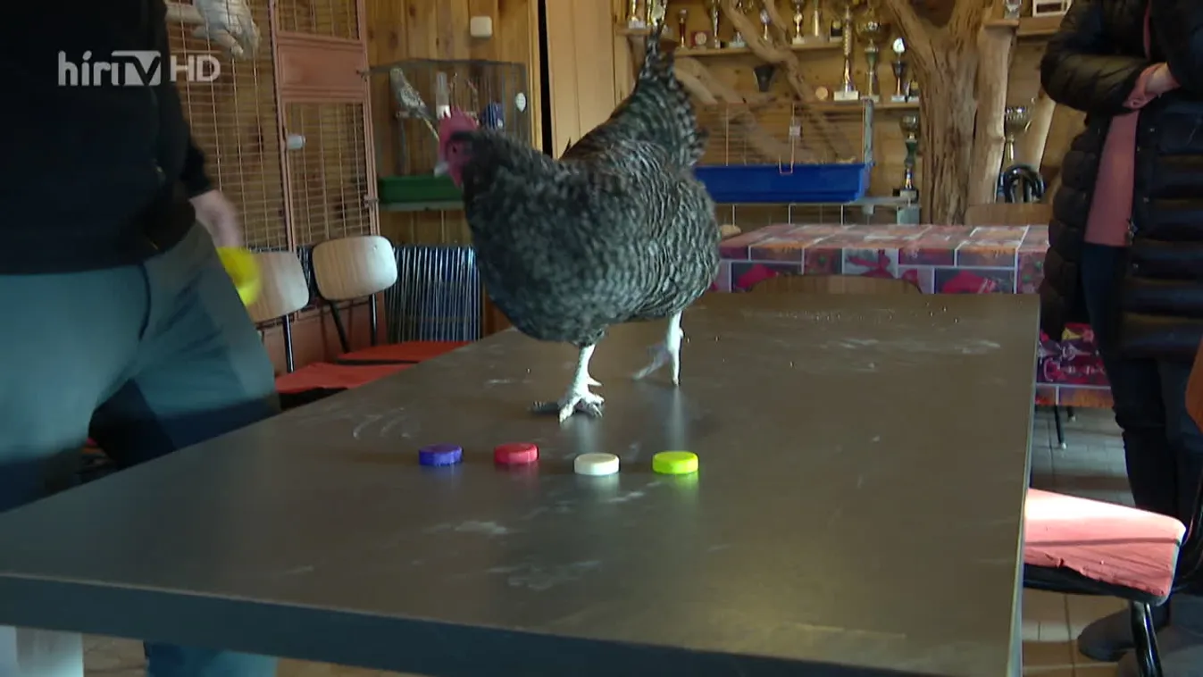 Radar - Farm koordinátor