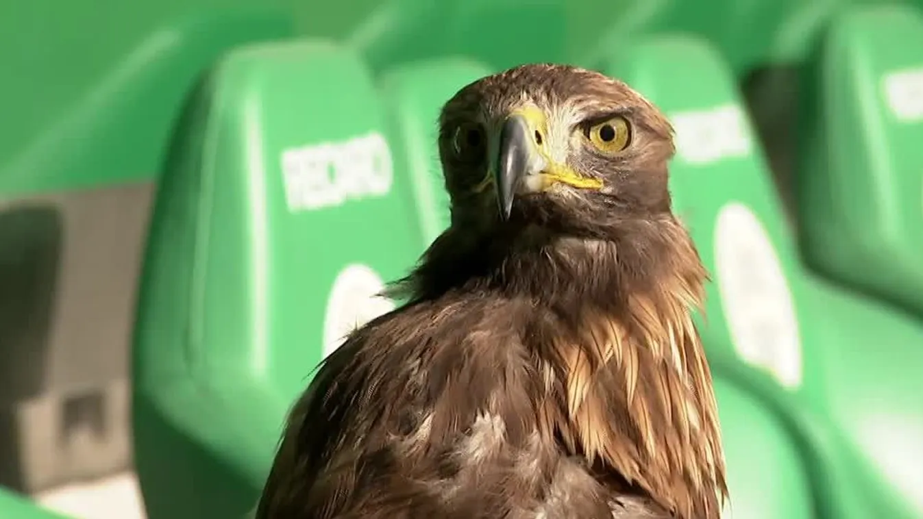 Radar - Edzésben a Fradi Sas