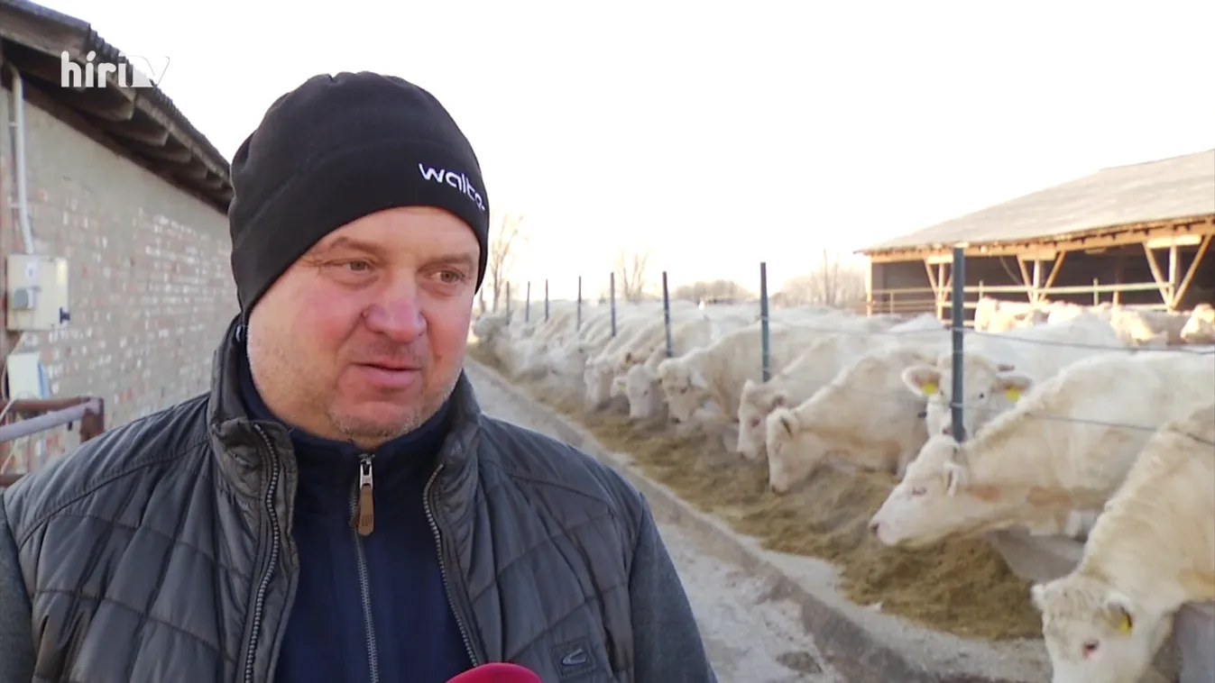 Soroló: A háború árnyékában