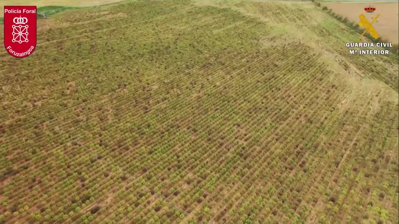 Megsemmisítették Európa legnagyobb kannabiszfarmját