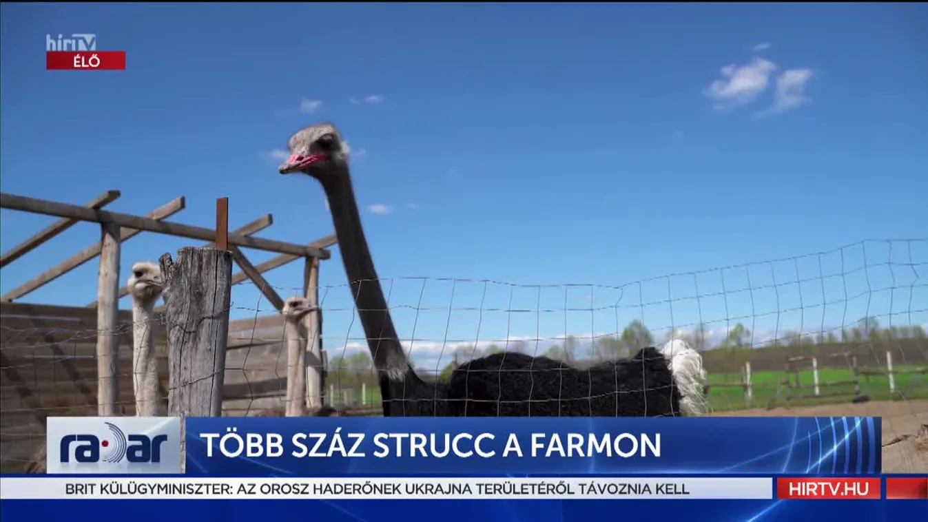 Radar - Több száz strucc a farmon (2022-04-28)