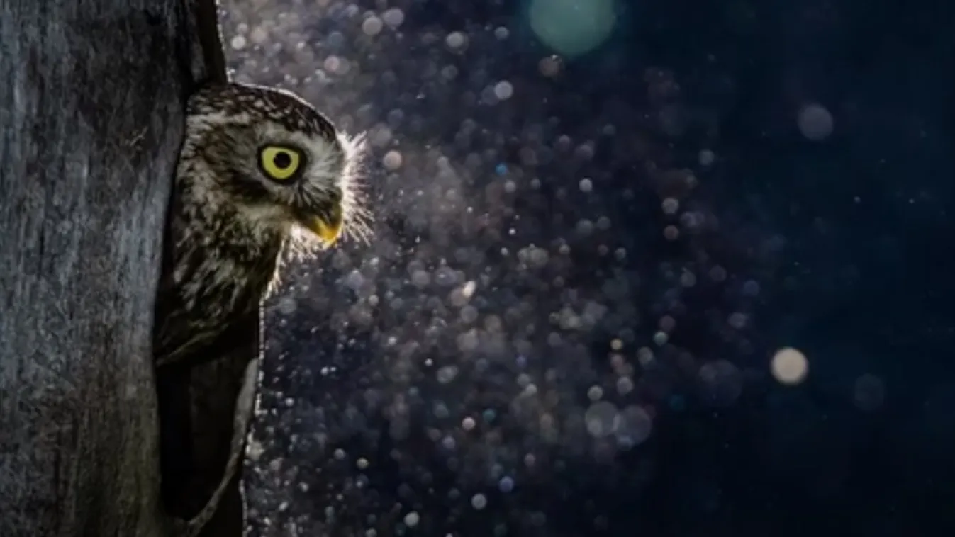 A természet ezer arca a Vajdahunyadvárban