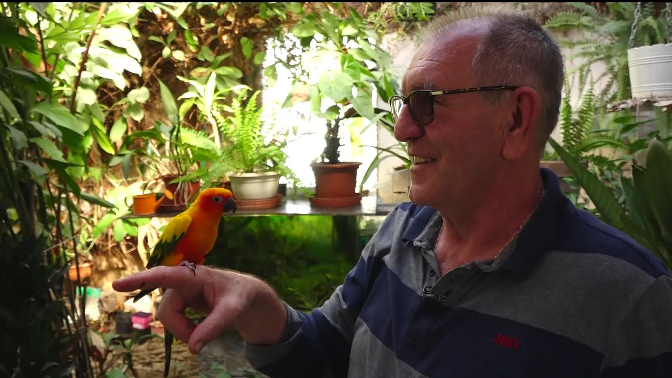 Mozaik - 70 papagáj a pécsi családban