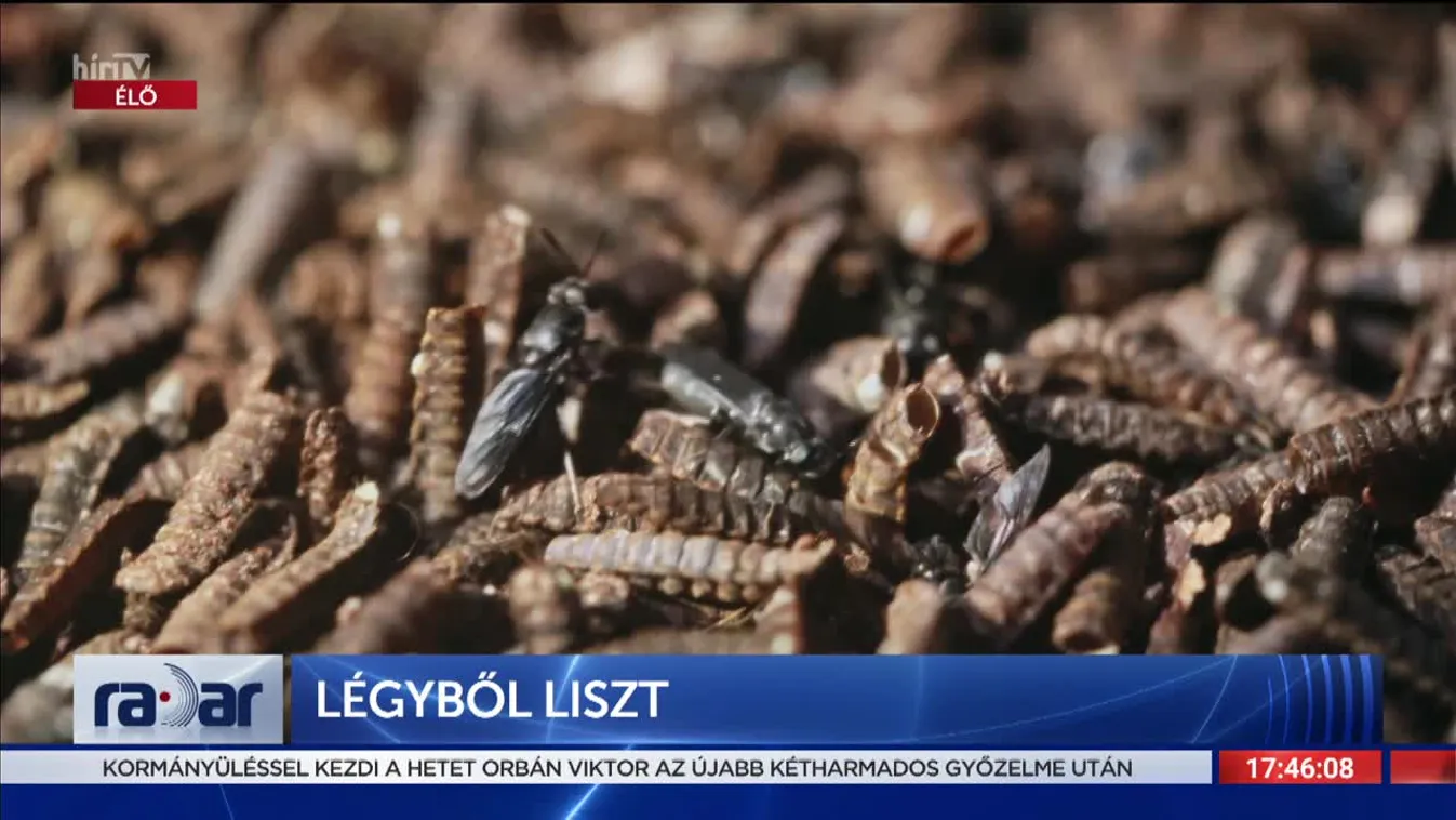 Radar - Légyből liszt (2022-04-04)