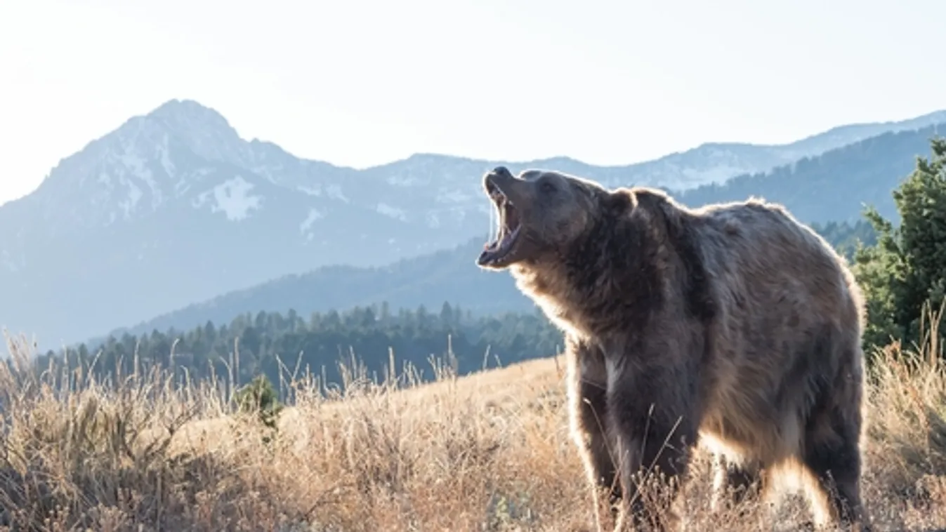 Rémálom: Medve támadt egy 8 és egy 11 éves kisgyerekre Örményszékesen
