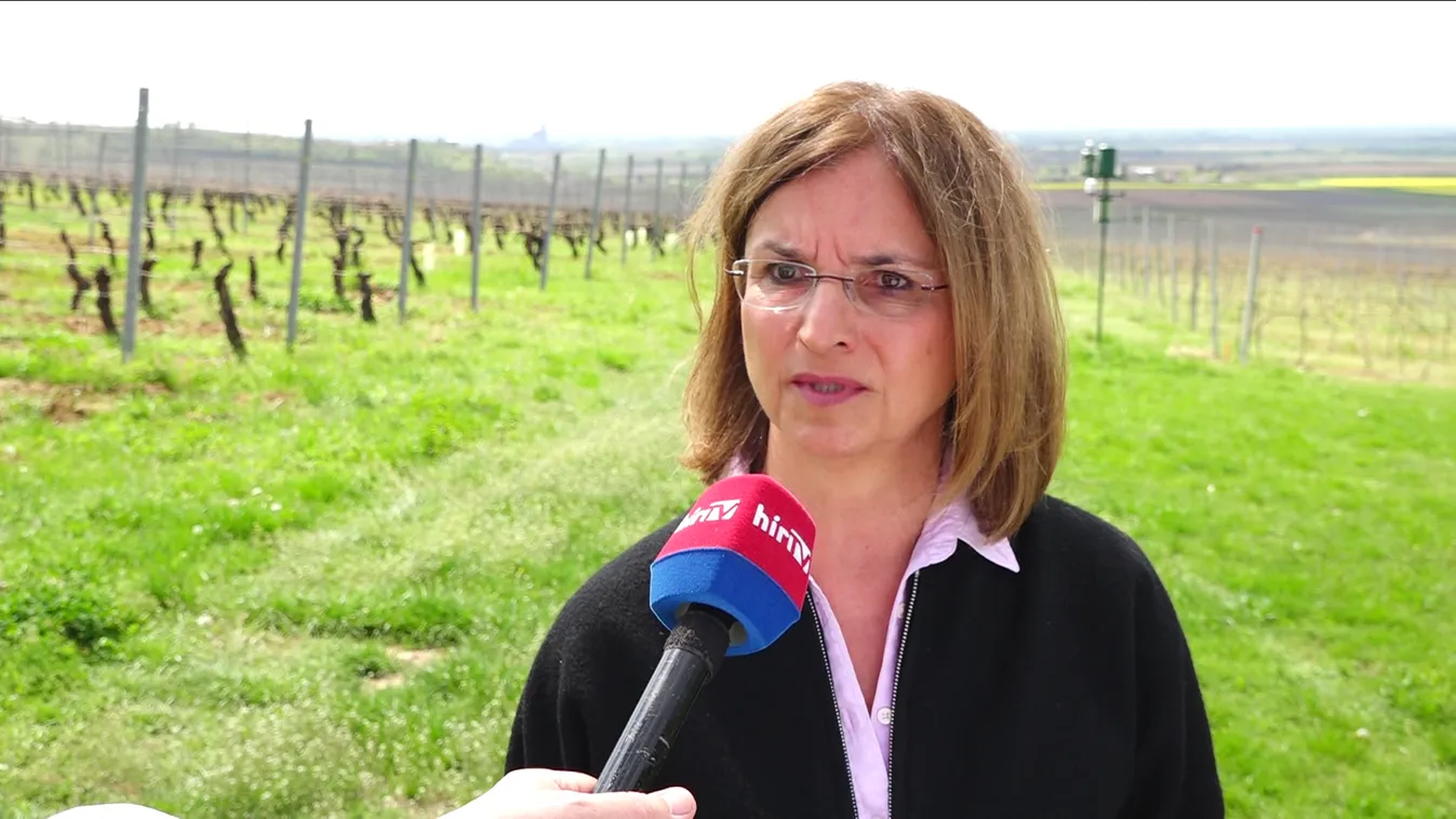 Késésben a vegetáció a Villányi borvidéken