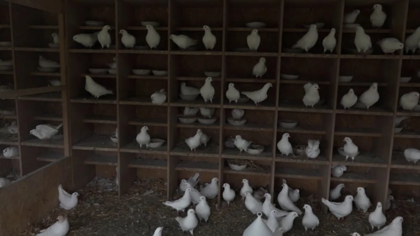 Soroló: már a galambot is vágóhídra viszik