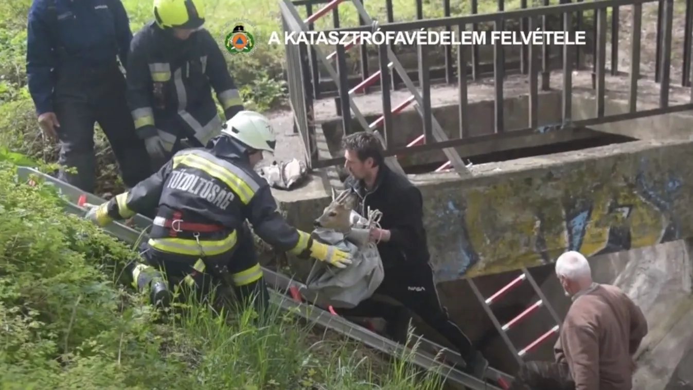 Csatornába esett őzike mentése Gazdagréten + VIDEÓ
