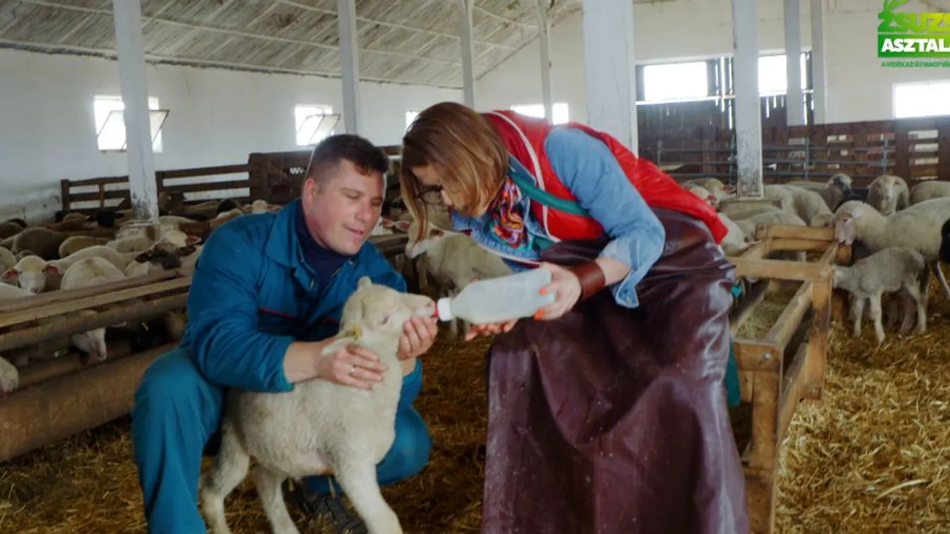 Zsuzsi asztala: egy törteli juhtenyésztő mintagazdaság