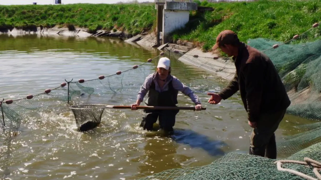 Zsuzsi asztala: A Rétimajor izgalmas világa