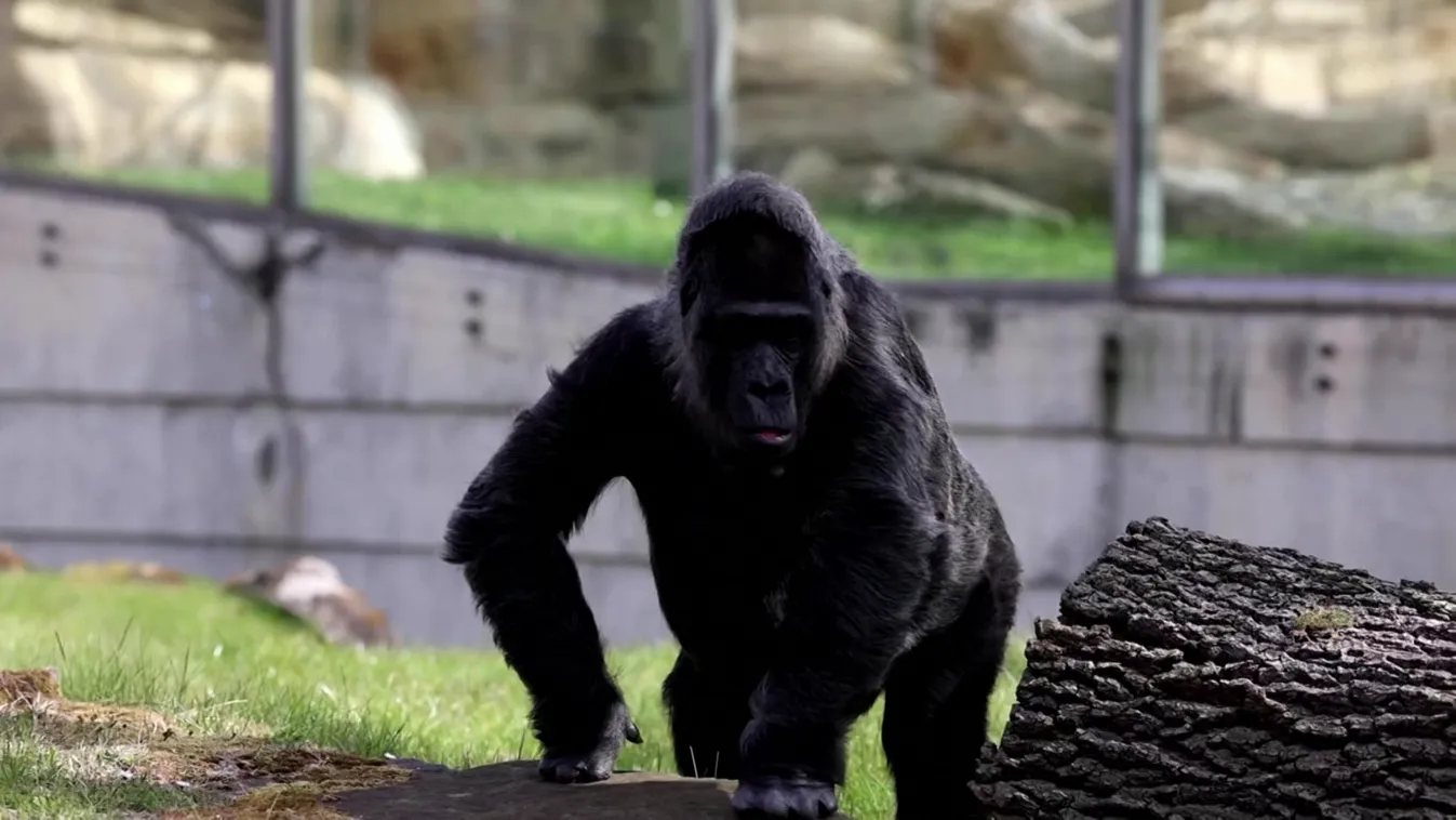 A világ legidősebb gorillája már 65 éves