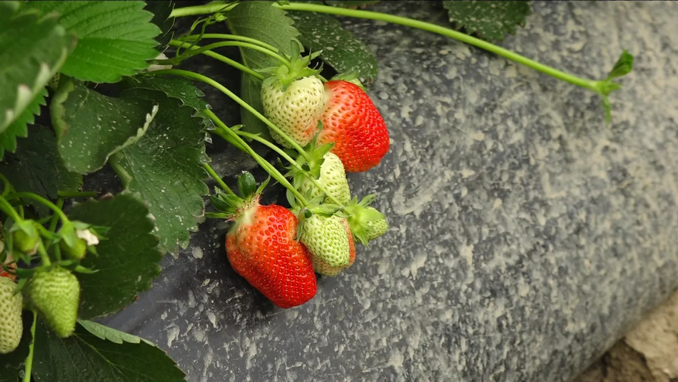 A hazai eperszezon június közepéig fog tartani