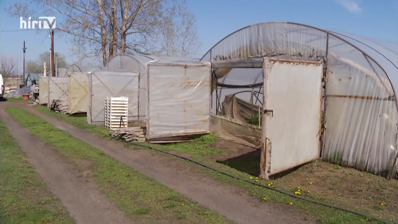 Soroló: Ameddig a szem ellát, fóliasátrak