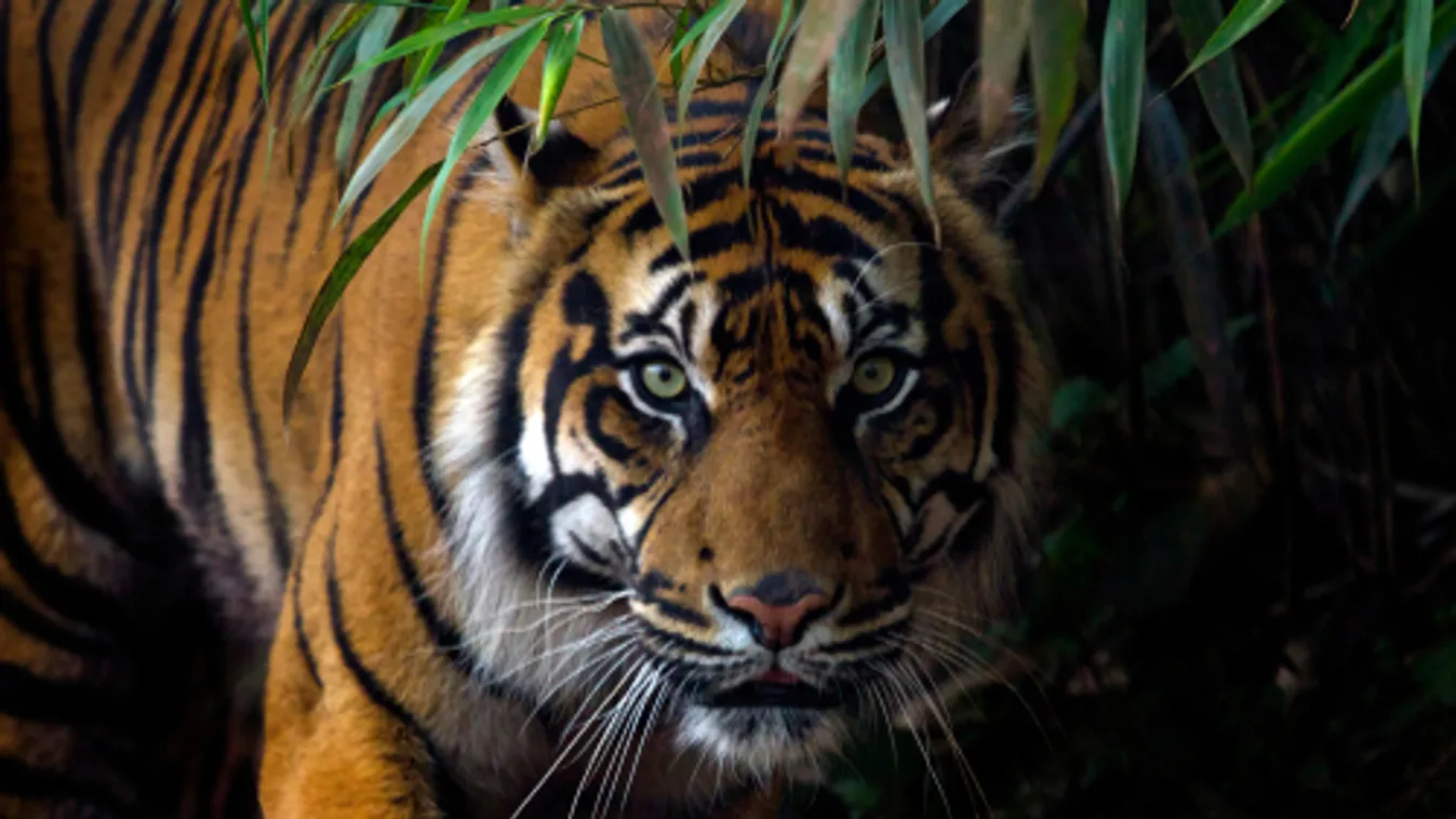 Csapdában pusztult el három súlyosan veszélyeztetett szumátrai tigris