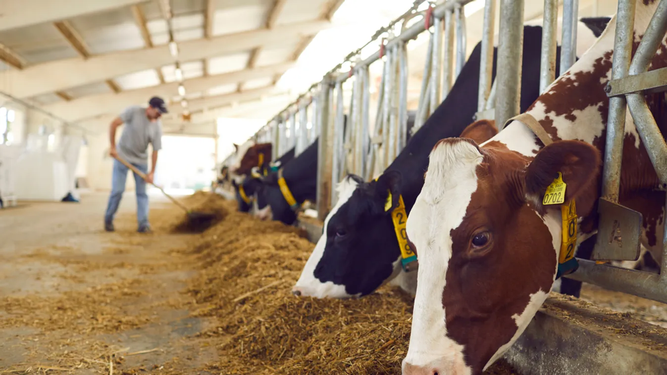 A kormány meghosszabbítja a gabonakiviteli intézkedéseket