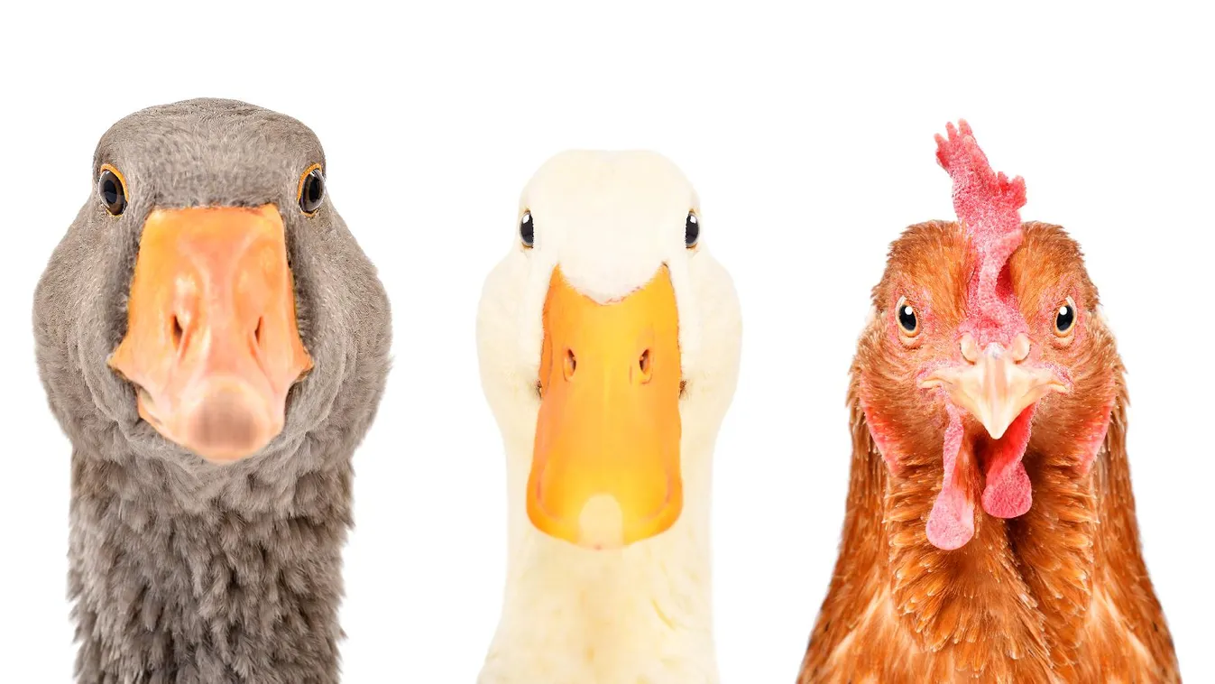 Újra elérte a madárinfluenza Békés és Csongrád-Csanád megyét