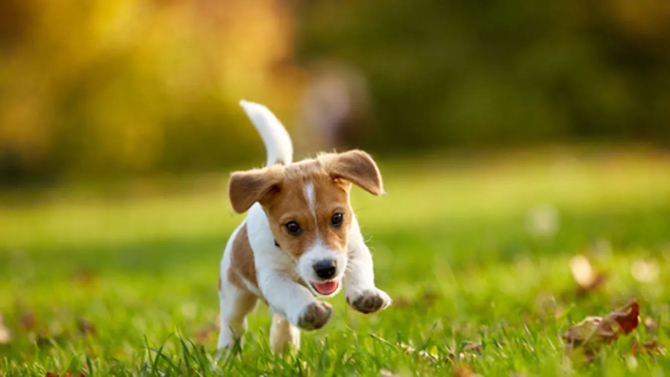 Életmentés: 4 kicsi köszönheti az életét a ráckevei halőröknek