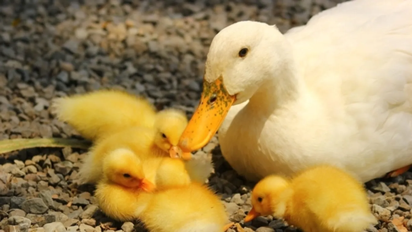 Terjed a madárinfluenza Bács-Kiskun és Csongrád-Csanád megyében