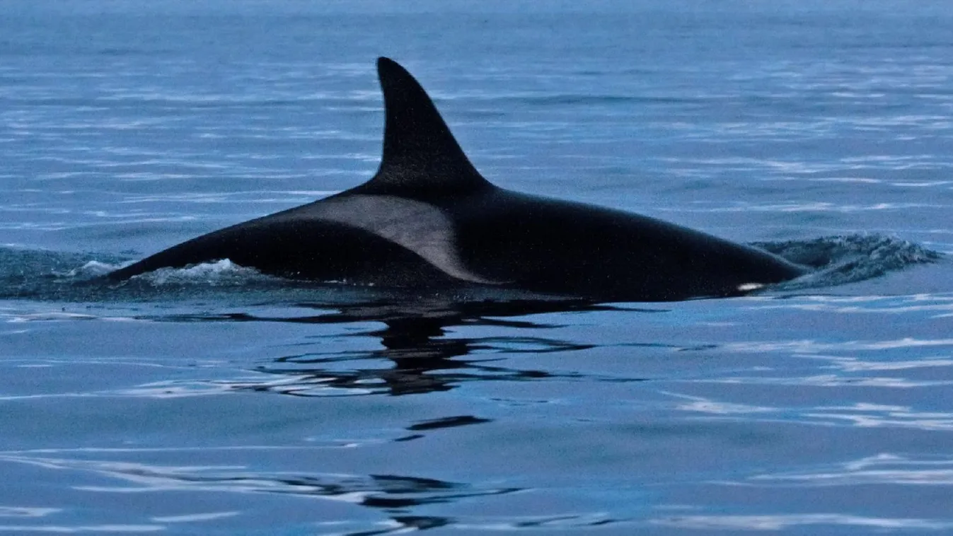 Kardszárnyú delfin tévedt a Szajnába