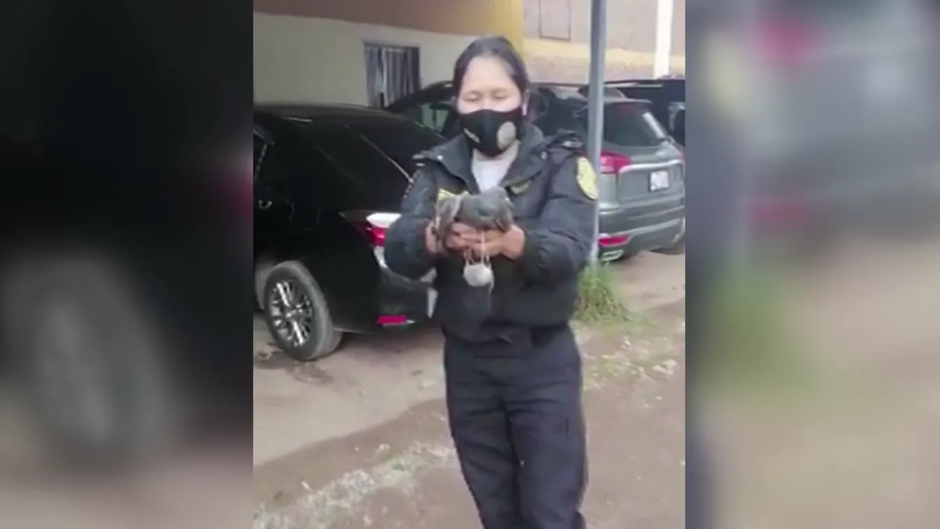 Radar - Állati hírek