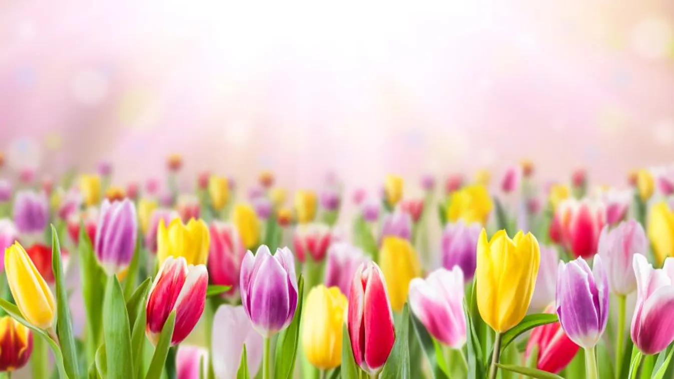 Kalotaszentkirály 58 ezer nyíló tulipánnal csalogatja a turistákat