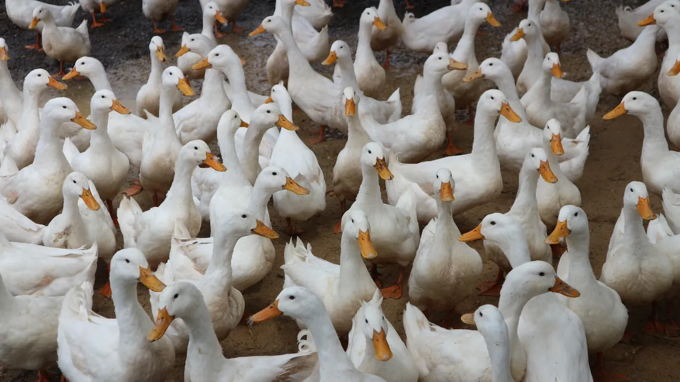 Állattartó telepet számolnak fel a madárinfluenza miatt Nyírbátorban