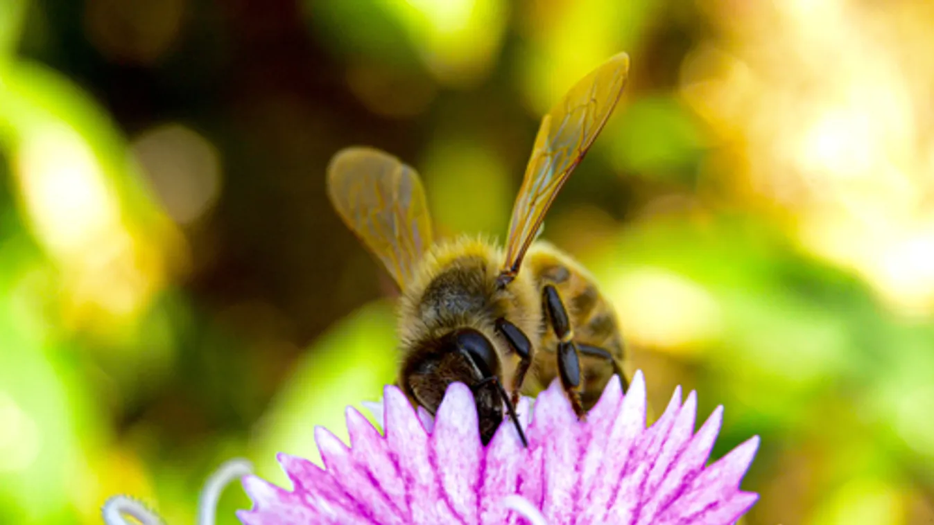 Nagy István: A méhcsaládok beporzási támogatása ezer forintra emelkedett