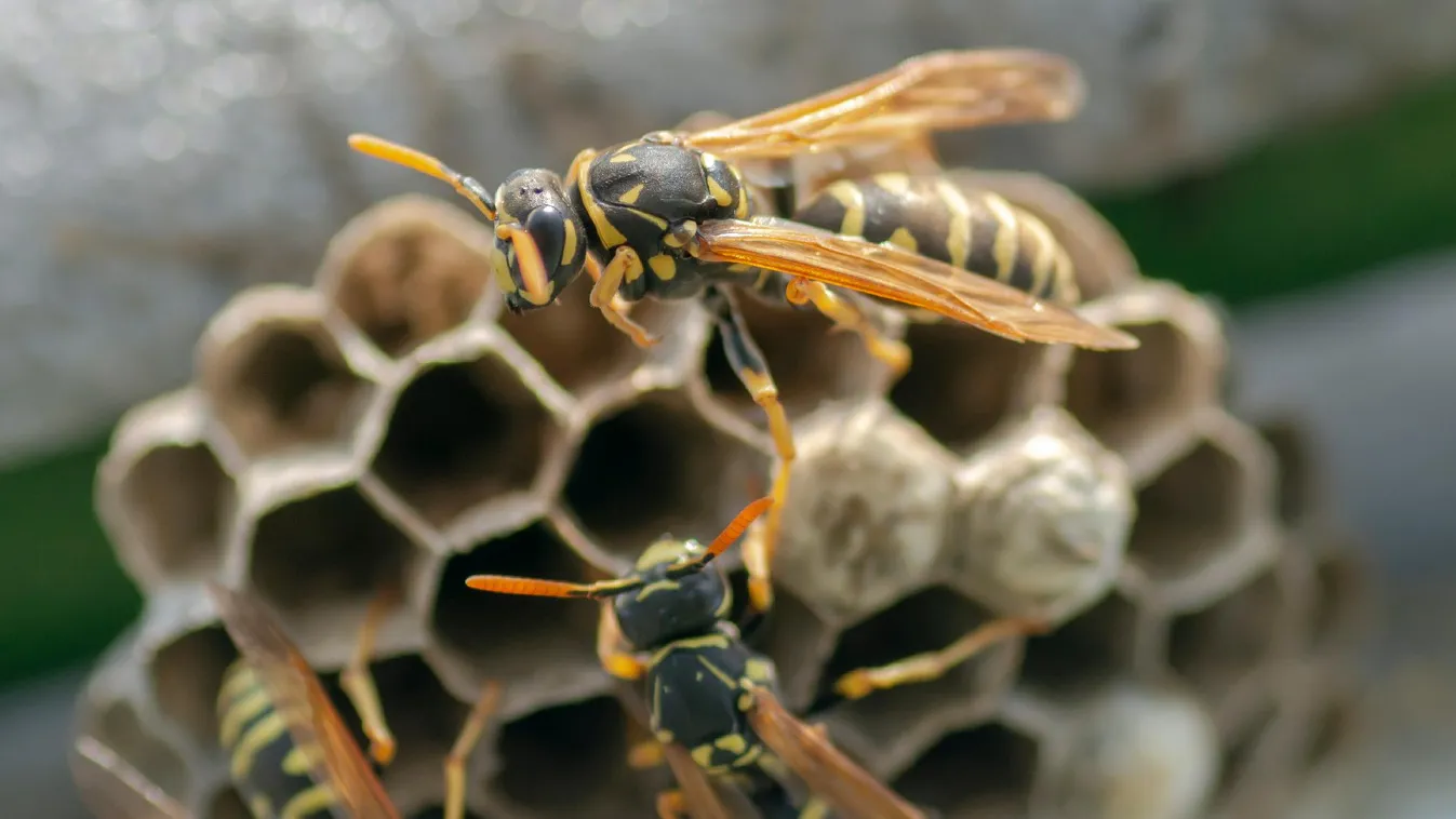 Veszélyben a dongók és a darazsak