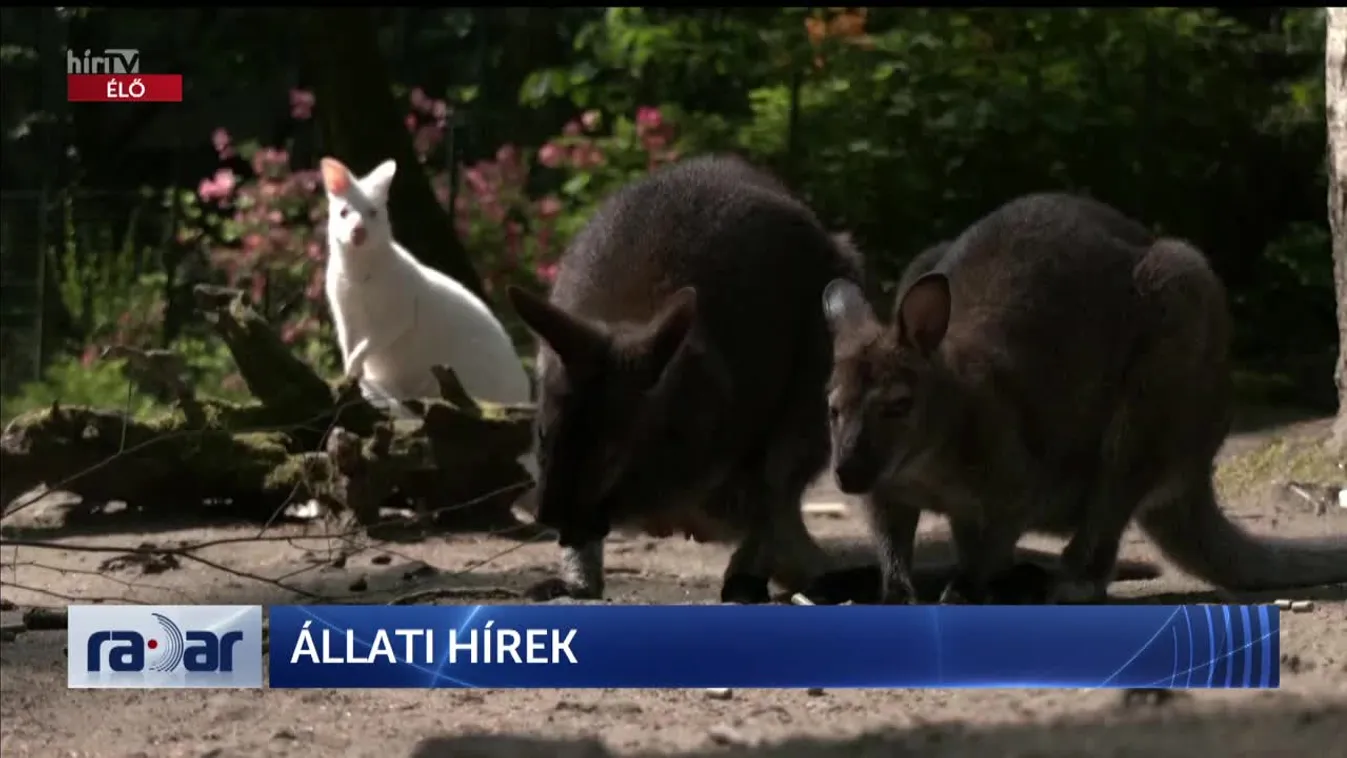 Radar - Állati hírek (2022-05-20)