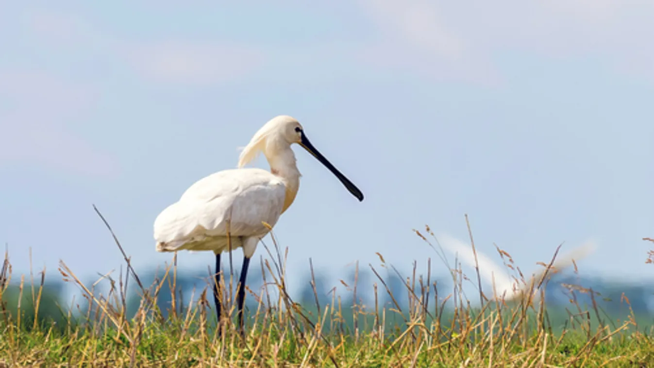 Már 14 kanalasgém kapott jeladót a Kiskunsági Nemzeti Park területein