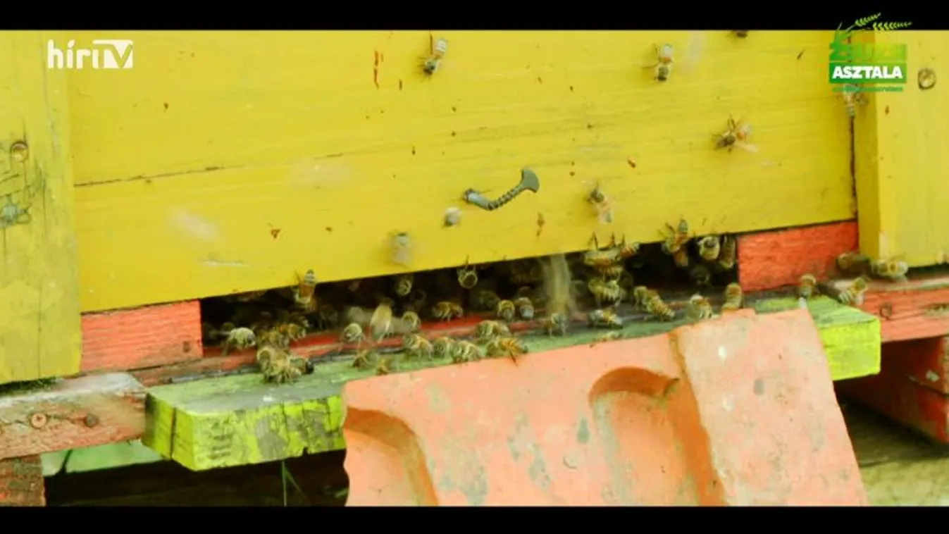 Zsuzsi asztala (2022-05-28)