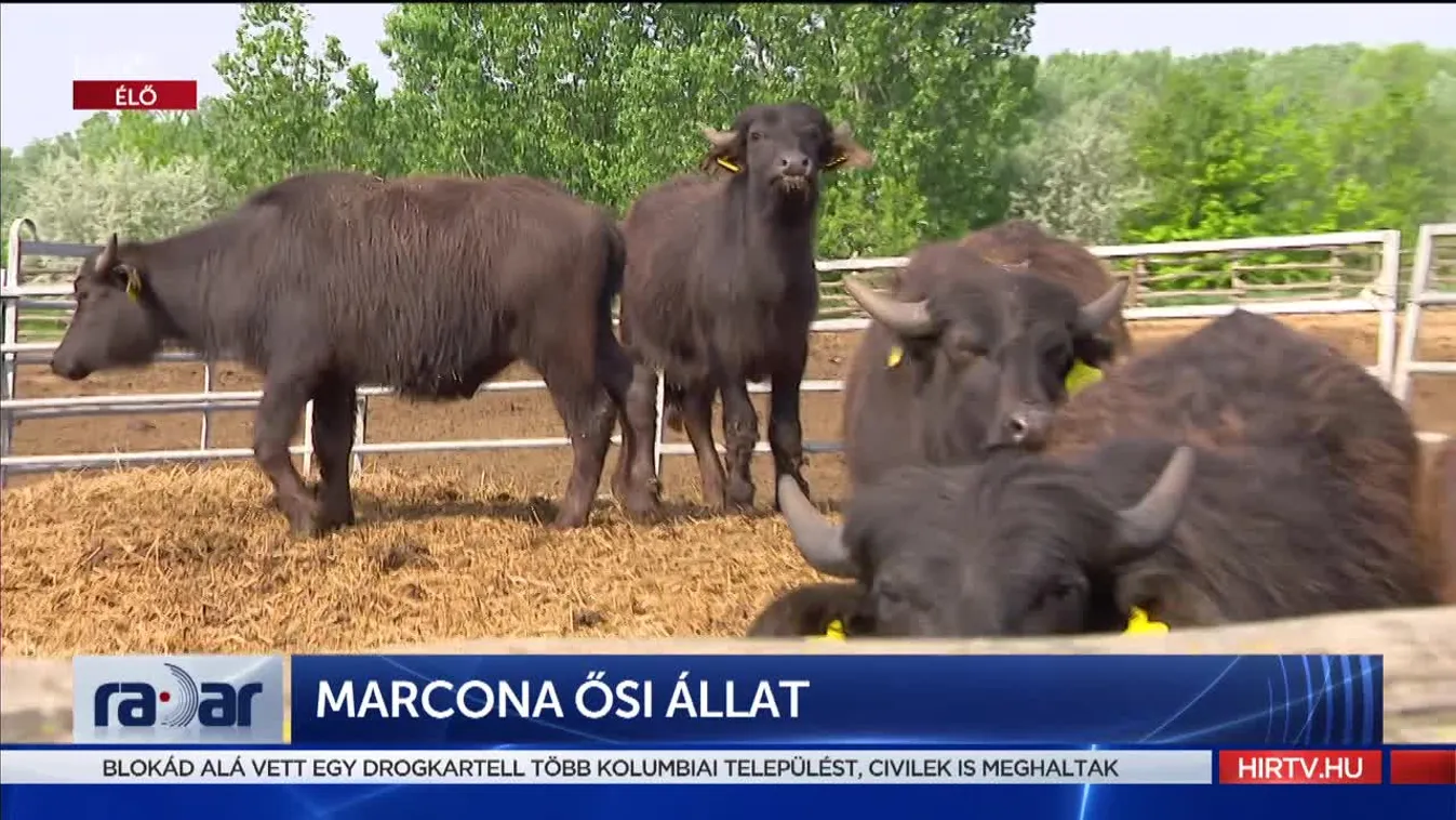 Radar - Marcona ősi állat (2022-05-10)