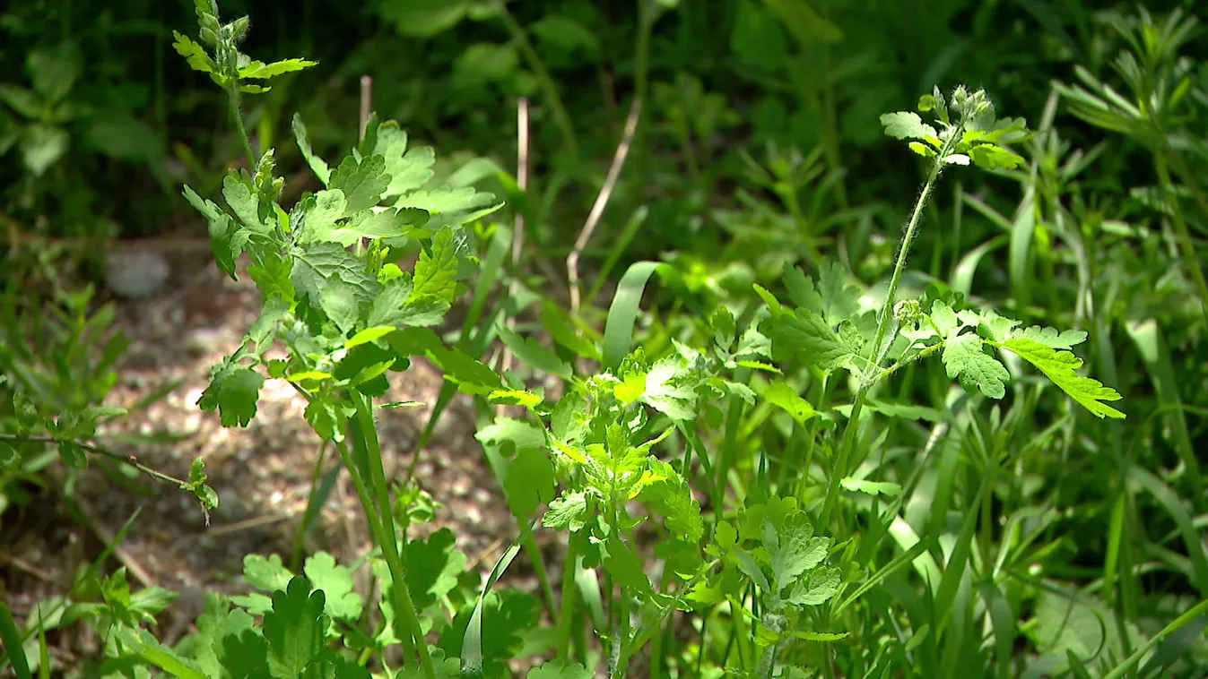Radar: Fűben-fában orvosság