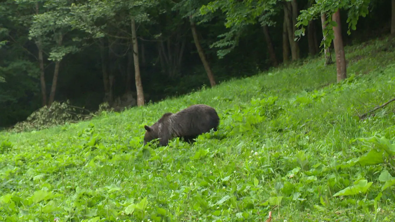 Barna medve borzolta a kedélyeket Székelyudvarhely főterén