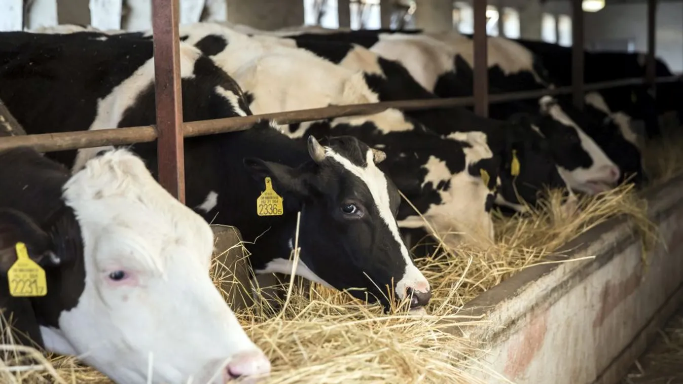 Nagy István: Az állattartók számíthatnak a magyar kormányra