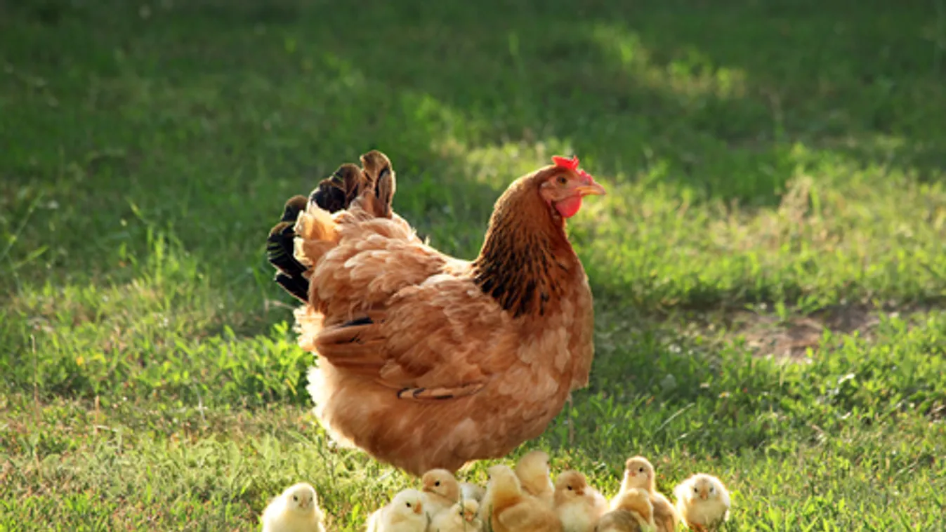 AM: Számos pályázat segíti az állattenyésztés megújítását