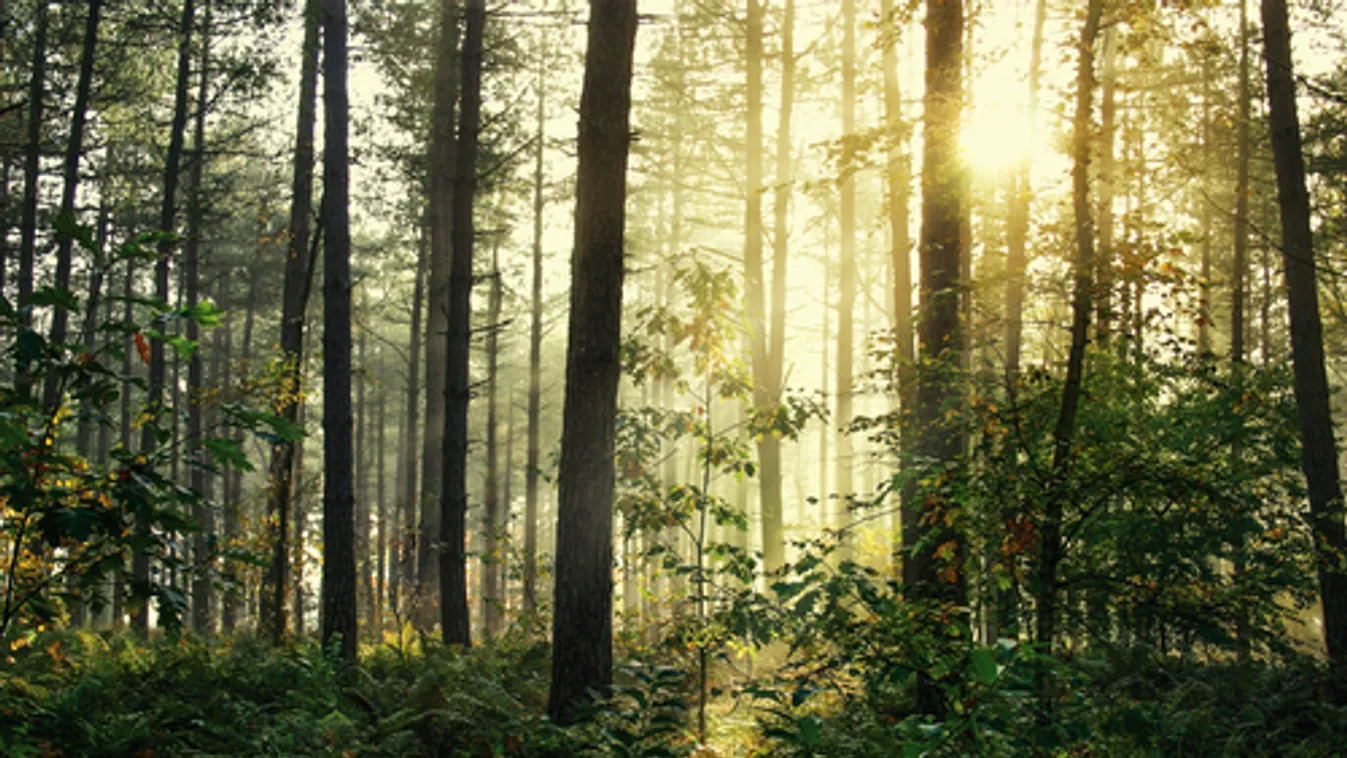 Pénteken kezdődik a gödöllői Nemzetközi Természet- és Környezetvédelmi Fesztivál
