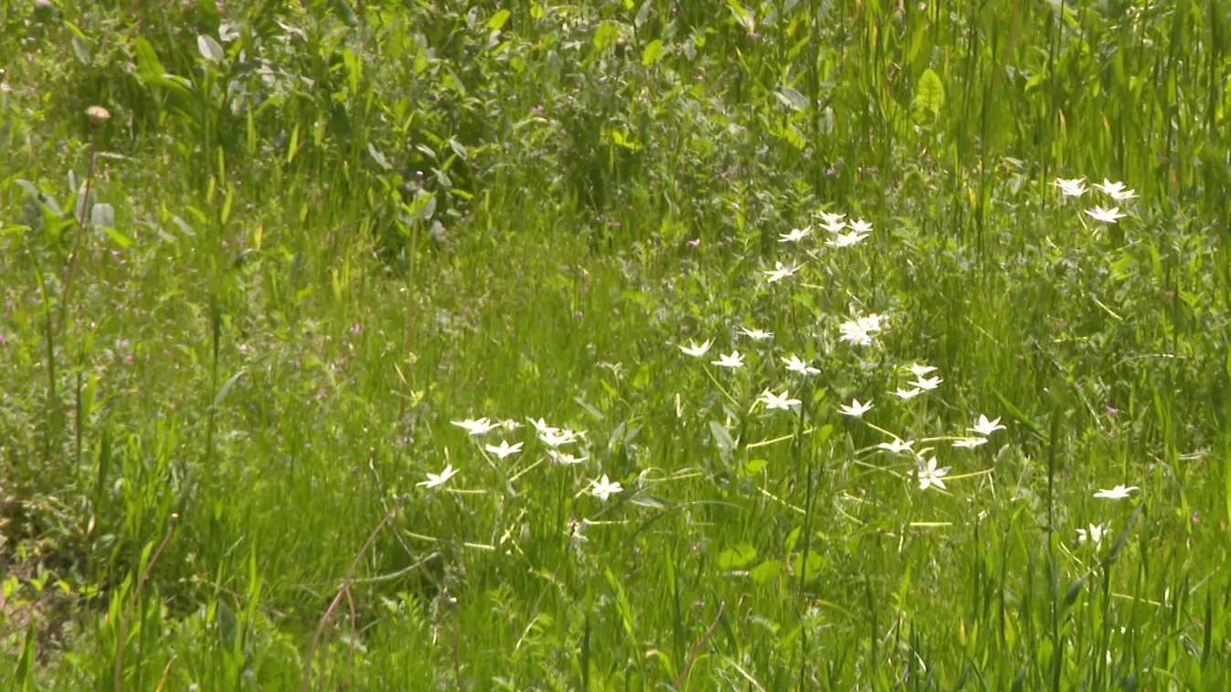 Allergiát is okozhatnak, ha elszaporodnak a gyomok