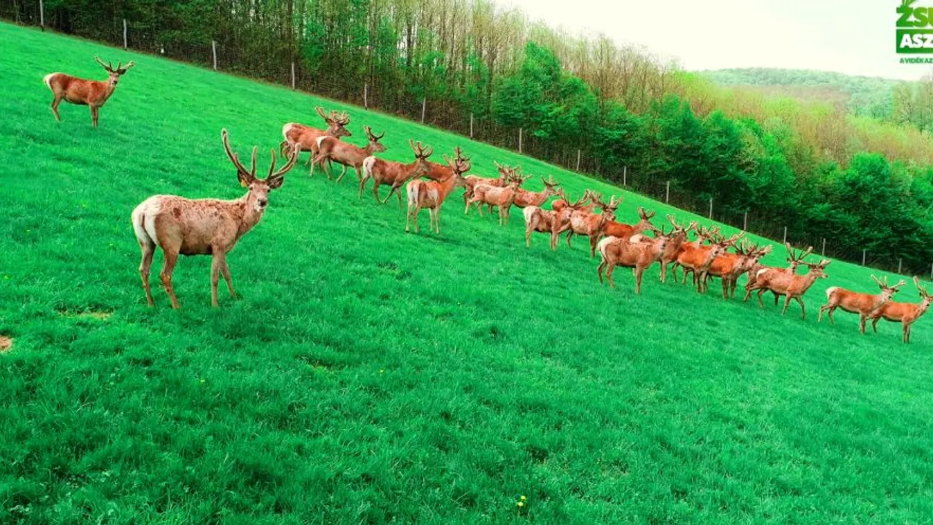 Zsuzsi asztala: A farmszerű szarvastenyésztés Bőszénfán