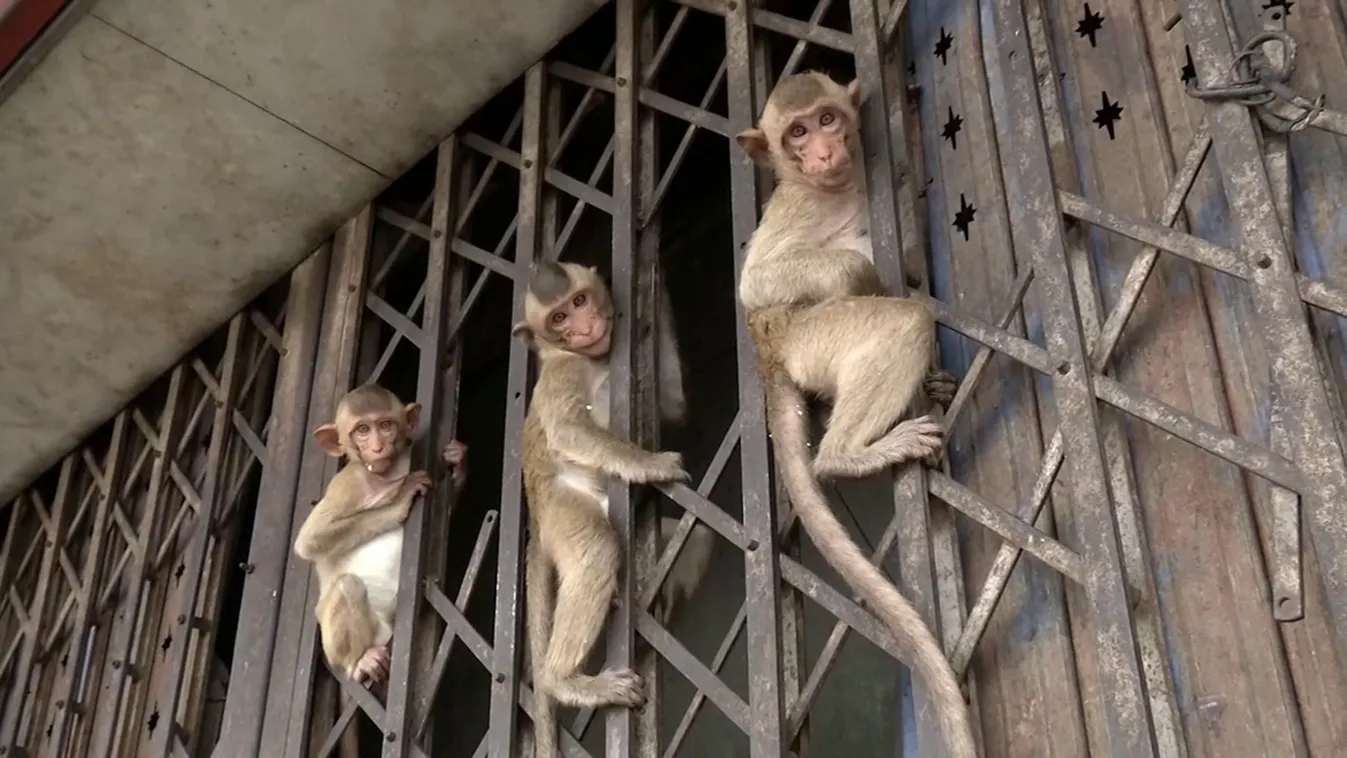 Radar: Az új ellenség: majomhimlő