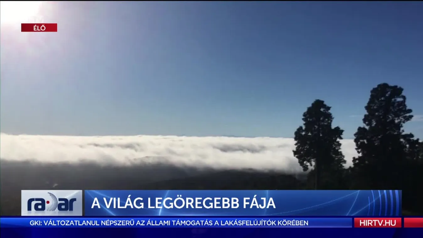 Radar - A világ legöregebb fája (2022-06-09)