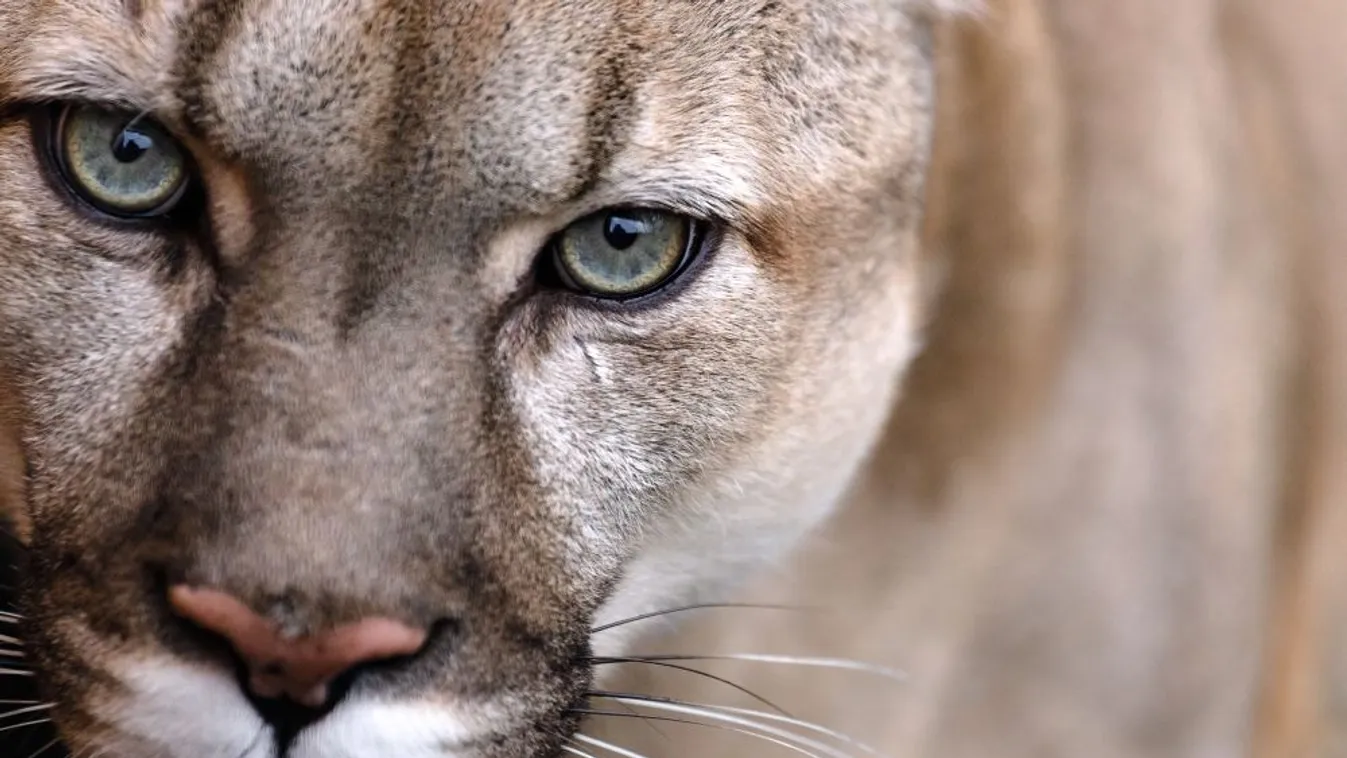 Puma sétált be egy osztályterembe Kaliforniában