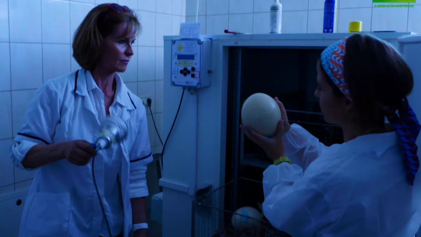 Zsuzsi asztala: Struccfarmon jártunk