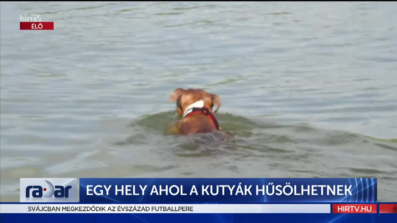 Radar - Egy hely ahol a kutyák hűsölhetnek (2022-06-08)