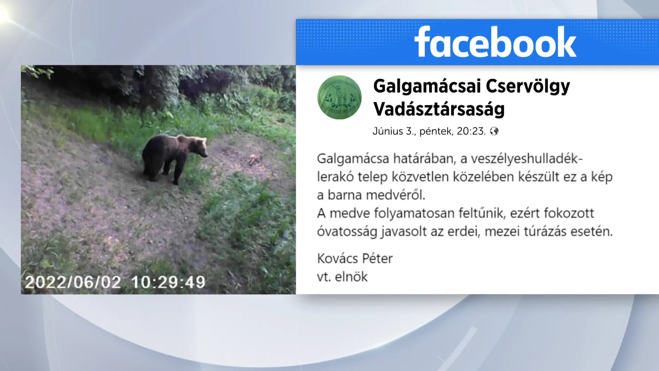 A kóborló medve most Galgamácsán tűnt fel