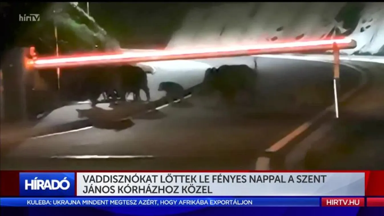 Vaddisznókat lőttek le a Szent János kórházhoz közel