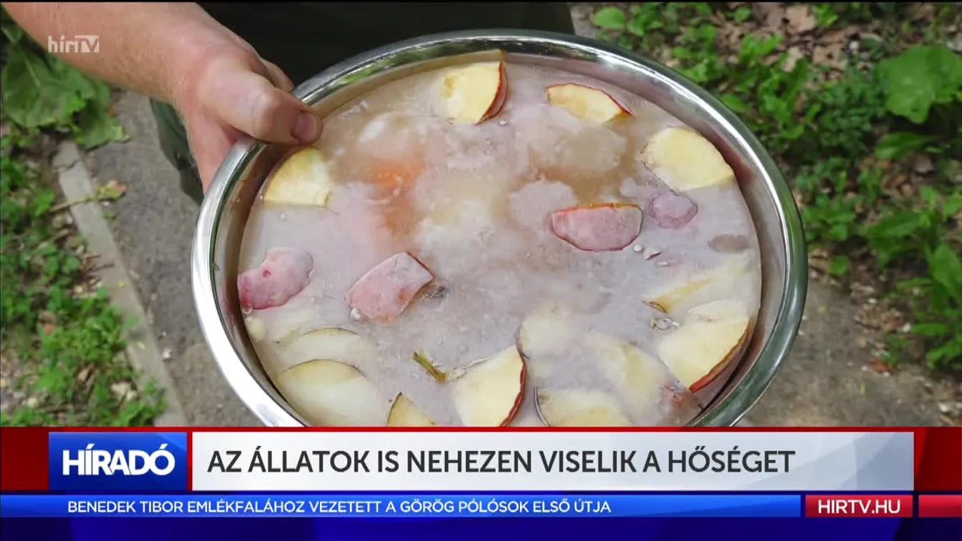 Az állatok is nehezen viselik a hőséget