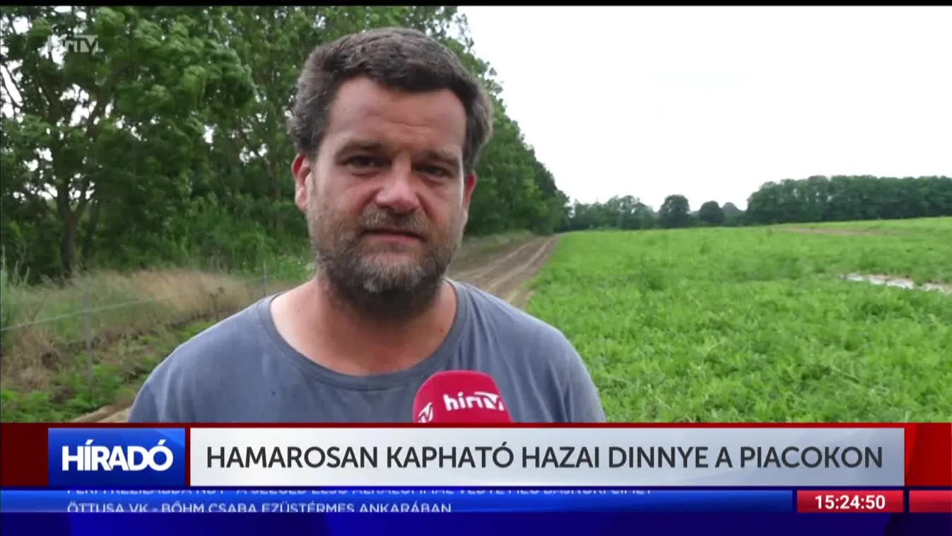 Június második felében már a hazai dinnye is megjelenik a piacokon