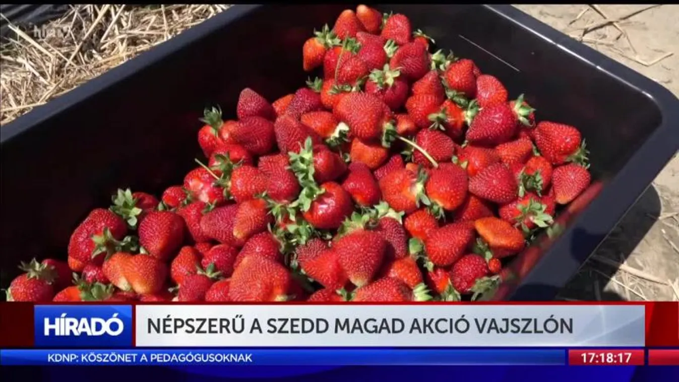 Népszerű a Szedd magad akció Vajszlón